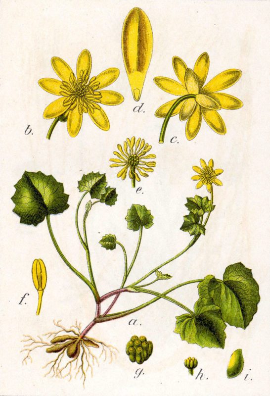 Drawing of the Lesser Celandine by Johann Georg Sturm (Painter: Jacob Sturm)