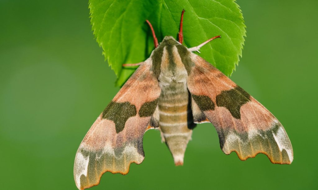 Lime hawk-moth